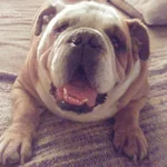 RUFUS.webp RUFUS.webp
