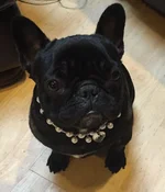 Tallulah.webp