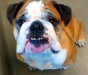 Bubba-George-English-Bulldog-2-795x675.jpg