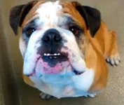 Bubba-George-English-Bulldog-2-795x675.webp Bubba-George-English-Bulldog-2-795x675.webp