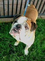 Bubba-George-English-Bulldog.webp Bubba-George-English-Bulldog.webp