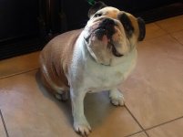 Biggie-English-Bulldog-2.jpg Biggie-English-Bulldog-2.jpg