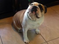 Biggie-English-Bulldog-2.jpg