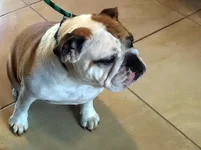 Biggie-English-Bulldog.webp Biggie-English-Bulldog.webp