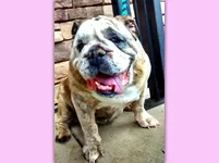 Gina-English-Bulldog.webp