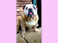 Gina-English-Bulldog-2.jpg