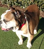 Big-Ben-English-Bulldog.webp