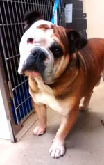 Big-Ben-English-Bulldog-2.webp
