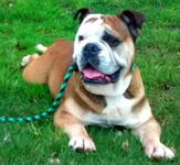 Big-Ben-English-Bulldog-3.webp