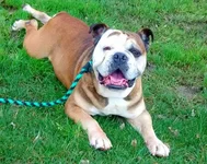 Big-Ben-English-Bulldog-4.webp
