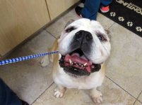 Roxie-English-Bulldog-2.jpg