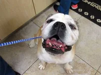 Roxie-English-Bulldog-2.webp