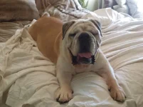 Roxy-bed.webp
