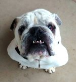 Monte-English-Bulldog-2-1.jpg Monte-English-Bulldog-2-1.jpg