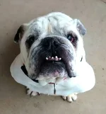 Monte-English-Bulldog-2-1.webp Monte-English-Bulldog-2-1.webp