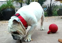 Monte-English-Bulldog-4.webp