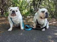 Bentley-Lilly-English-Bulldog-053.jpg