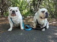 Bentley-Lilly-English-Bulldog-053.webp