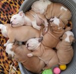 sleeping bulldogs-26.jpg