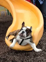 National Bulldogs day-bulldogs-1.webp