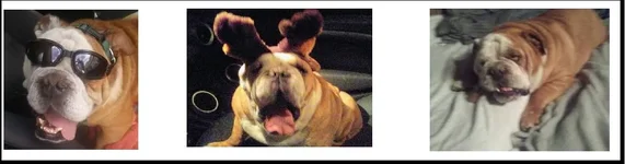 RUFUS PARTY.webp