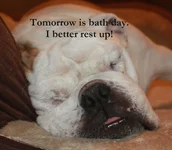 snoozin.webp