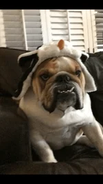 Harvey 88.webp