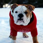 norm.webp