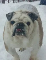 Gunner in snow.webp