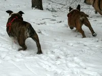 snowfeb2 020.webp
