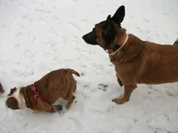 snowfeb2 003.webp