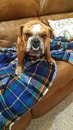 Archie.jpg Archie.jpg