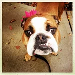 Ellie 11-1-17.webp