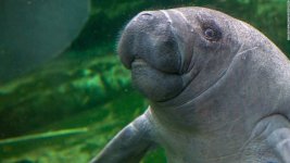 manatee.jpg