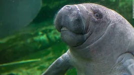manatee.webp
