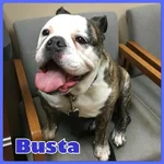 busta.webp