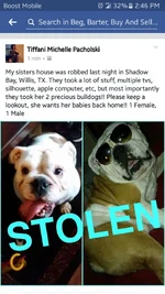 Stolen dogs.webp