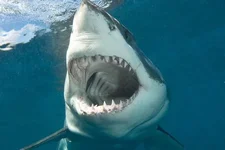 Great-White-Shark.webp