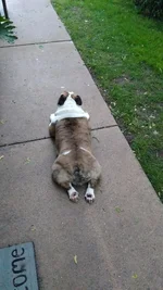 turkey leg 1.webp