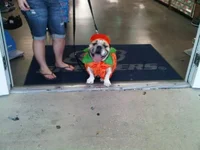 pumpkin.webp