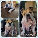 boomer00.jpg boomer00.jpg