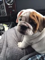 puppy.webp puppy.webp