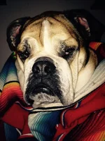 Blanket Dog.webp
