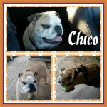 chico00.jpg