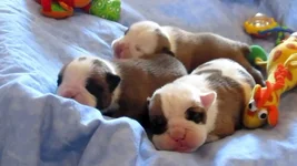 image.webp