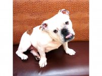 Star-English-Bulldog-1.jpg Star-English-Bulldog-1.jpg