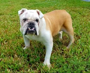 lola.webp lola.webp