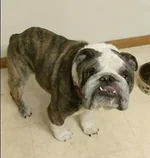 pudge.webp