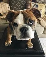 pippin.webp