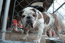 maggie.webp